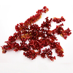 Alga Roja